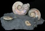 Iridescent Ammonite Fossils Mounted In Shale - x #38232-1